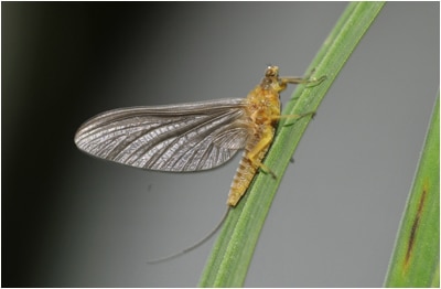 Serratella Ignita