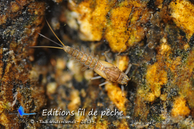 BAETIS
