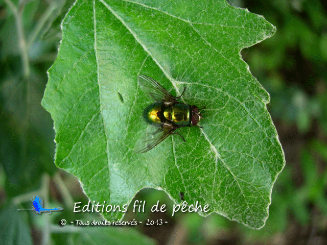 diptère - mouche vraie