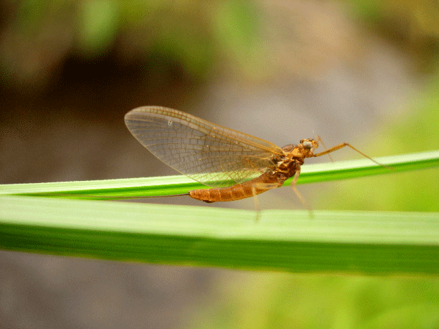 ephemere