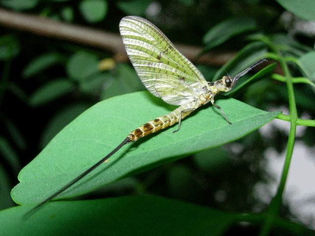 mouche-de-mai