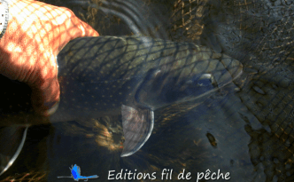 saumon-fontaine