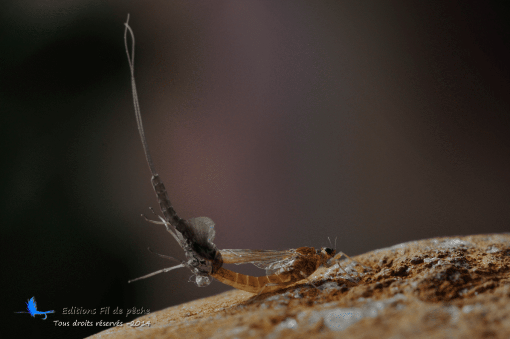 baetis rhodani-passage-imago