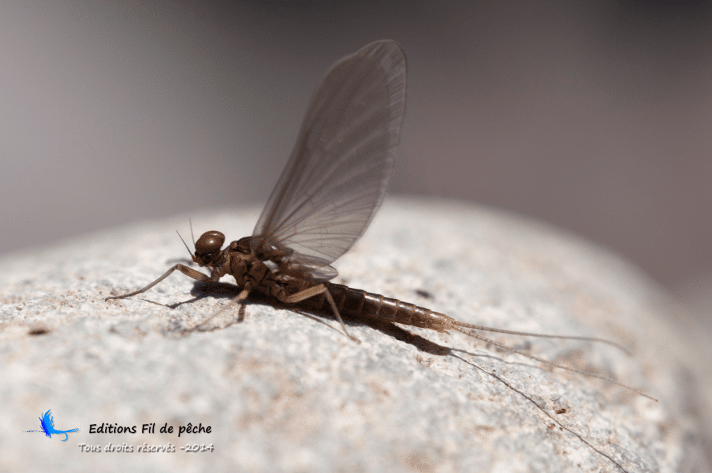baetis rhodani subimago