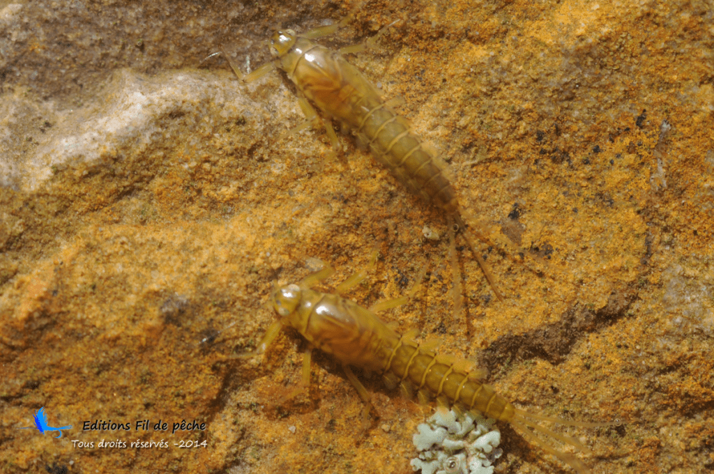 baetis-rhodani-nymphe
