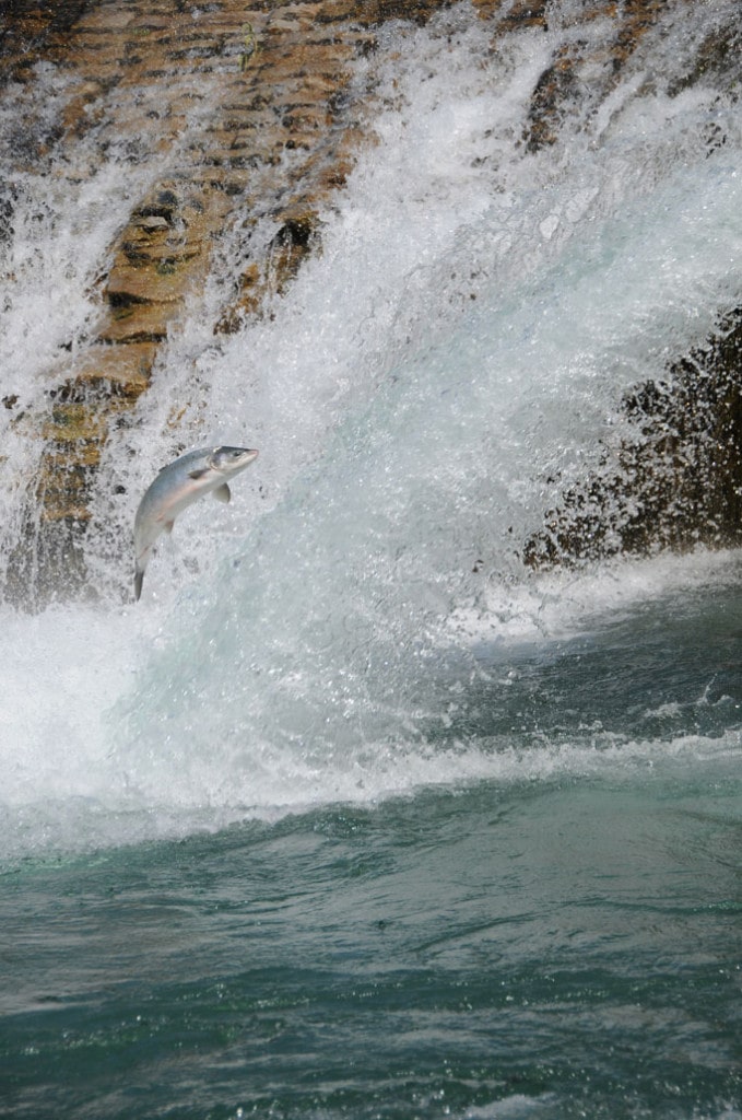 saumon Atlantique Salmon jump