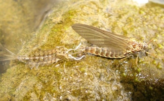 Siphlonurus lacustris