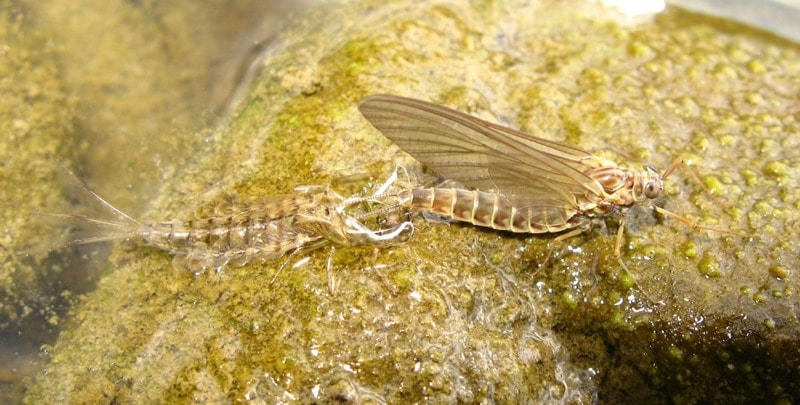 Siphlonurus lacustris
