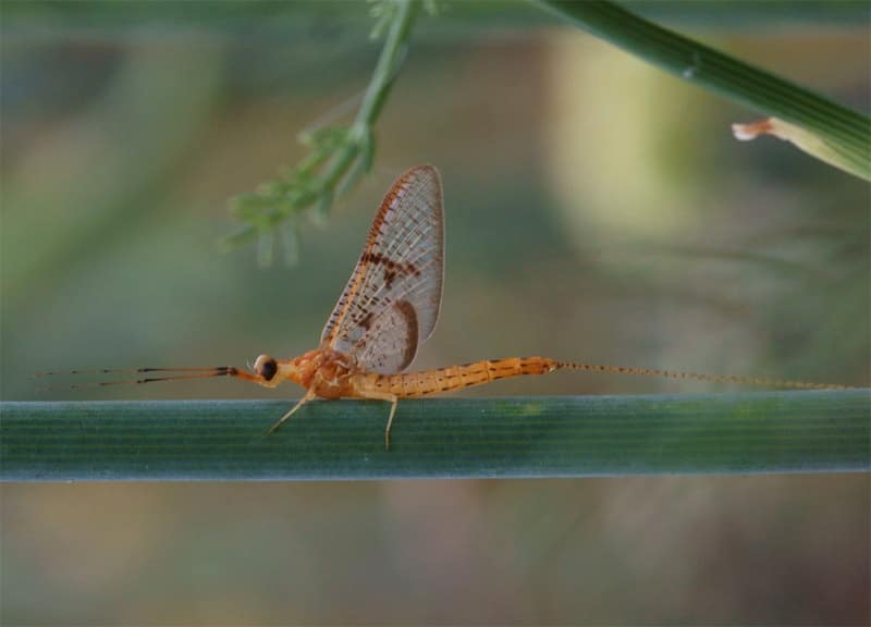 ephemera glaucops