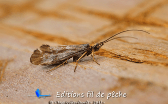 Trichoptère