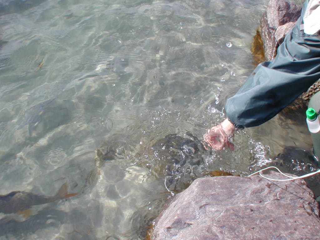 pêche à la mouche en Autriche