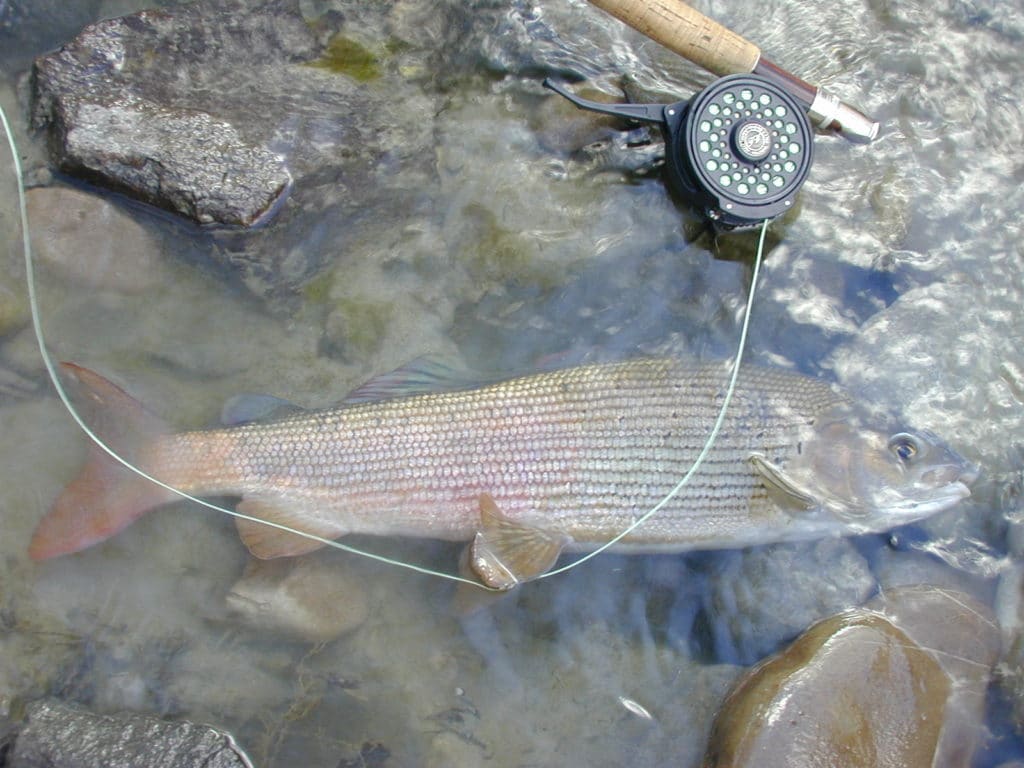 Pêche de l'ombre en Autriche