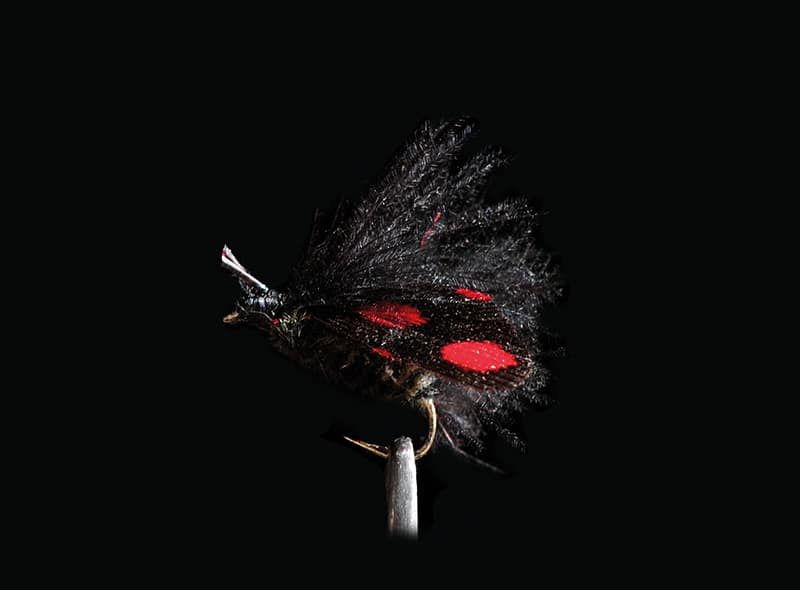 Imitation de Zygène